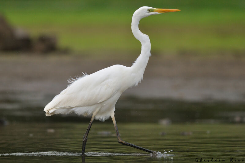 Great Egret