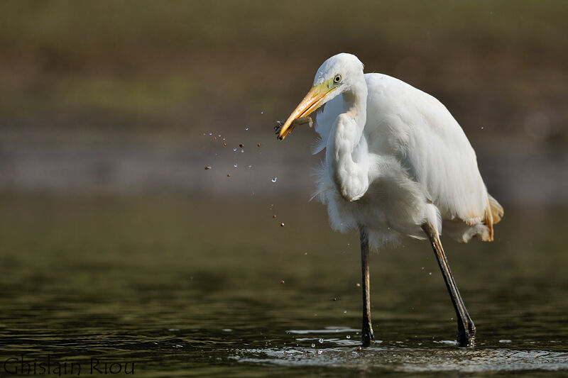 Grande Aigrette