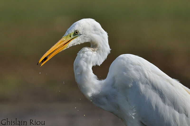 Great Egret