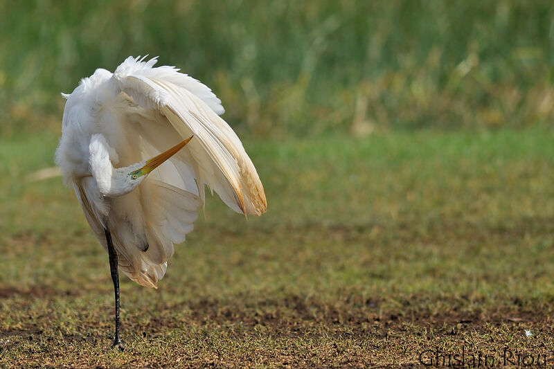 Grande Aigrette