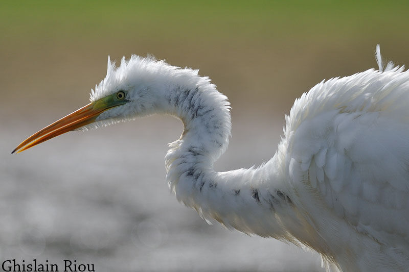 Grande Aigrette