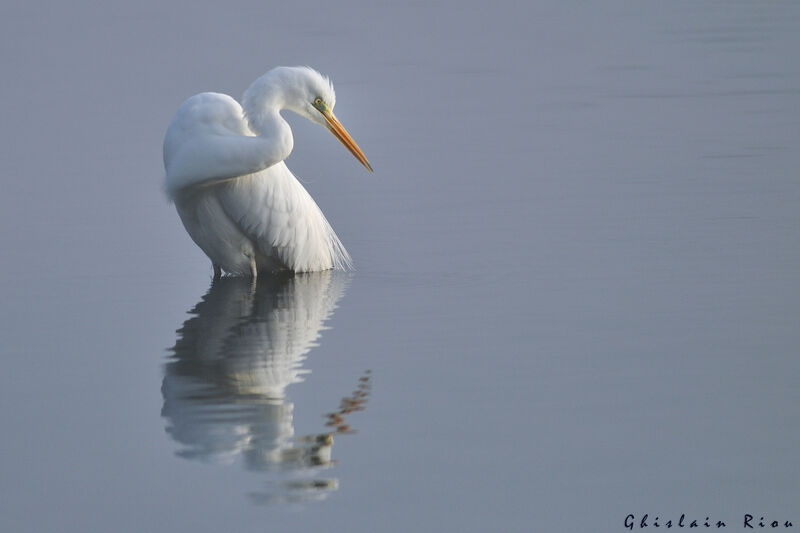 Grande Aigrette