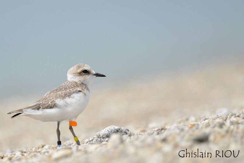 Kentish Ploverjuvenile