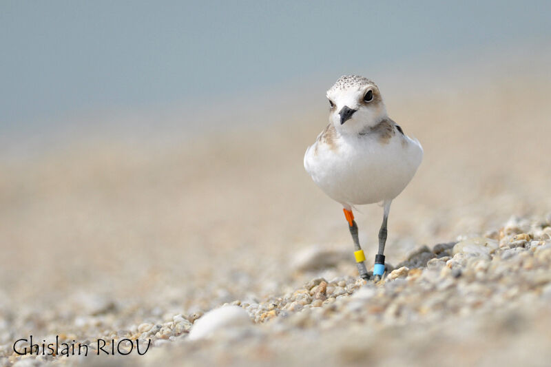 Kentish Ploverjuvenile