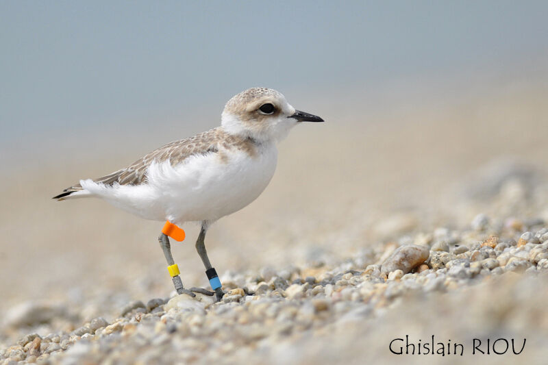 Kentish Ploverjuvenile