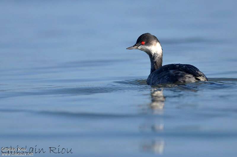 Black-necked Grebeadult post breeding, swimming