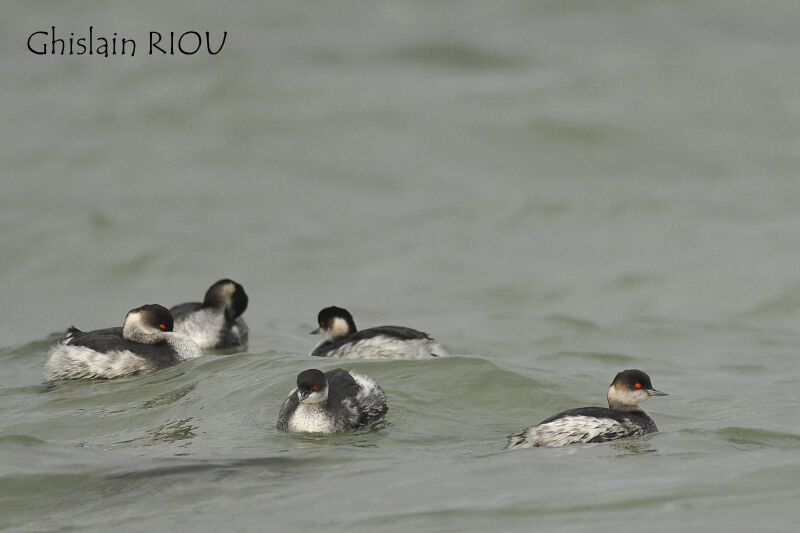 Black-necked Grebe