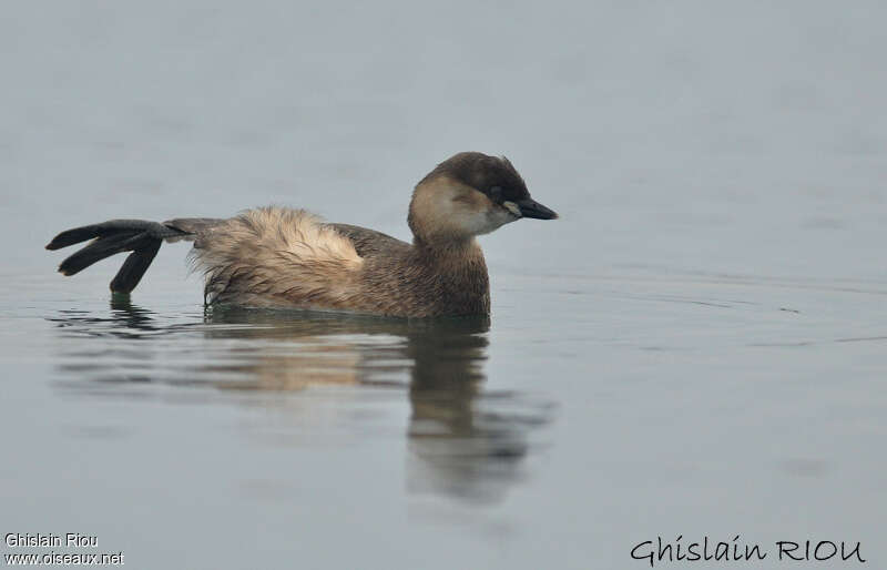 Little Grebeadult post breeding, Behaviour