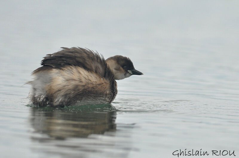 Little Grebe