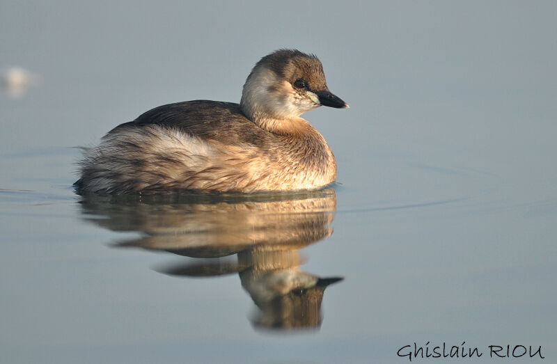 Little Grebe