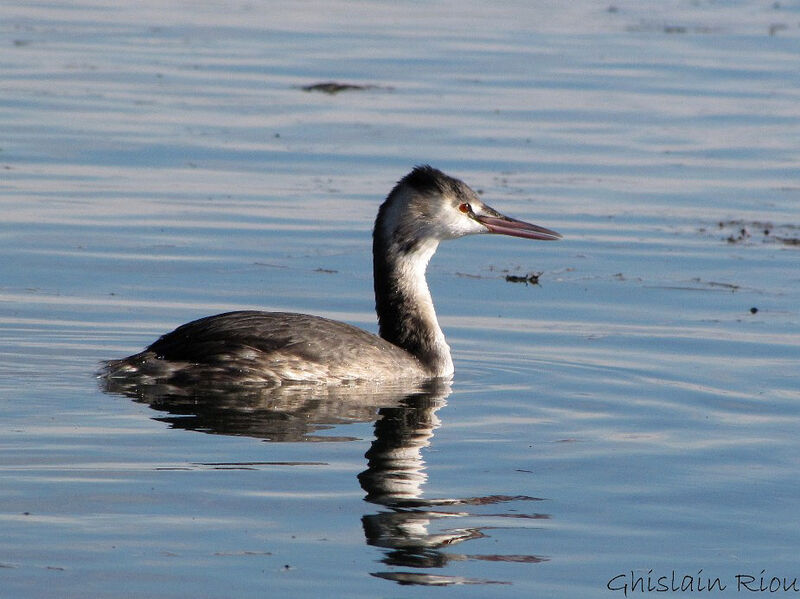 Great Crested Grebe