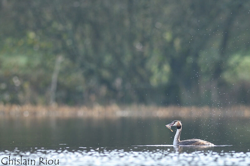 Great Crested Grebe