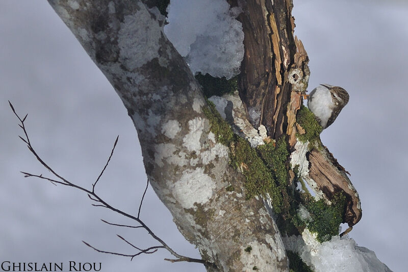 Eurasian Treecreeper