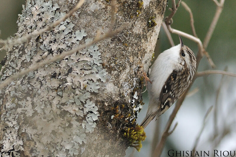 Eurasian Treecreeper