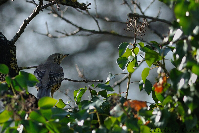 Mistle Thrush