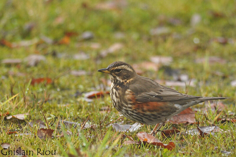 Redwing