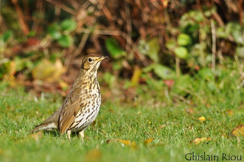 Song Thrush