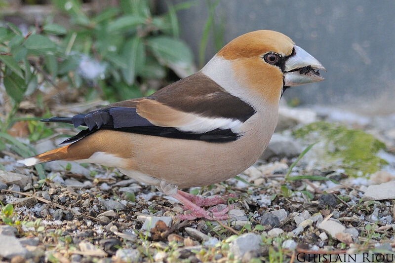 Hawfinch male