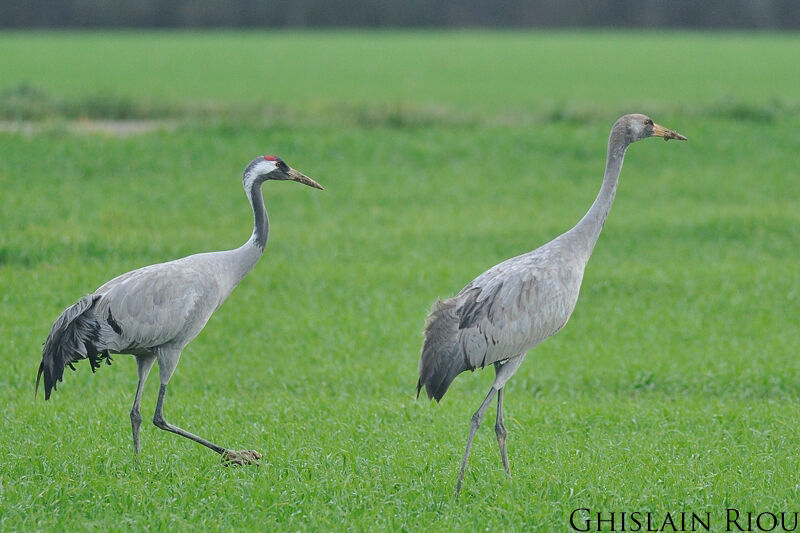 Common Crane