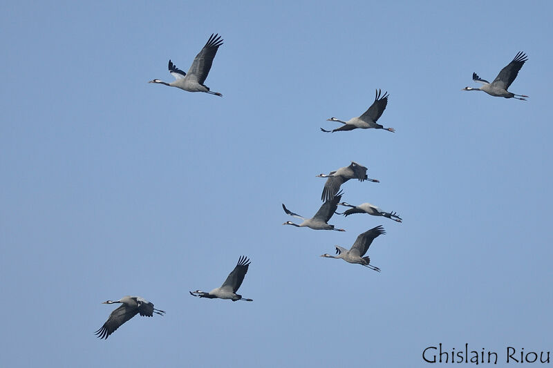 Common Crane