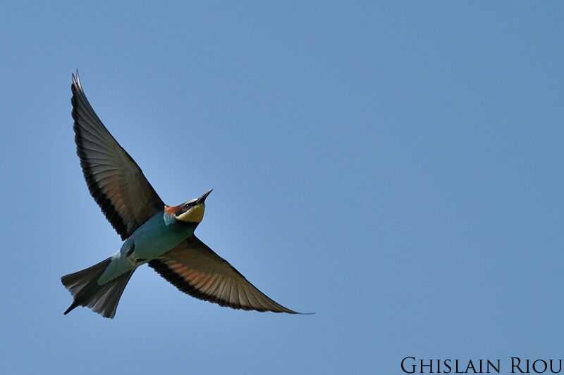 European Bee-eater