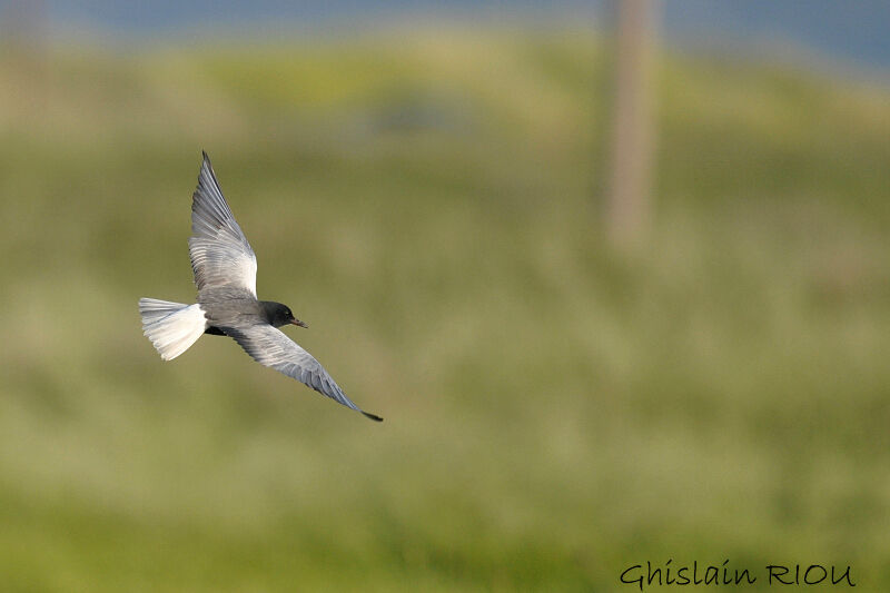 Guifette leucoptère