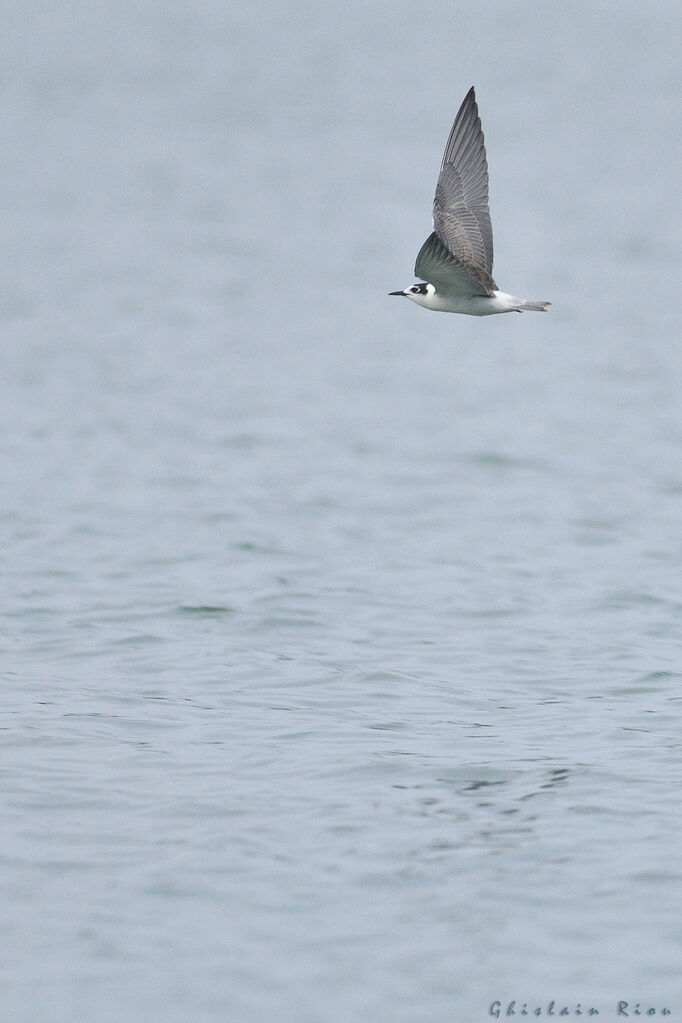 Guifette leucoptère