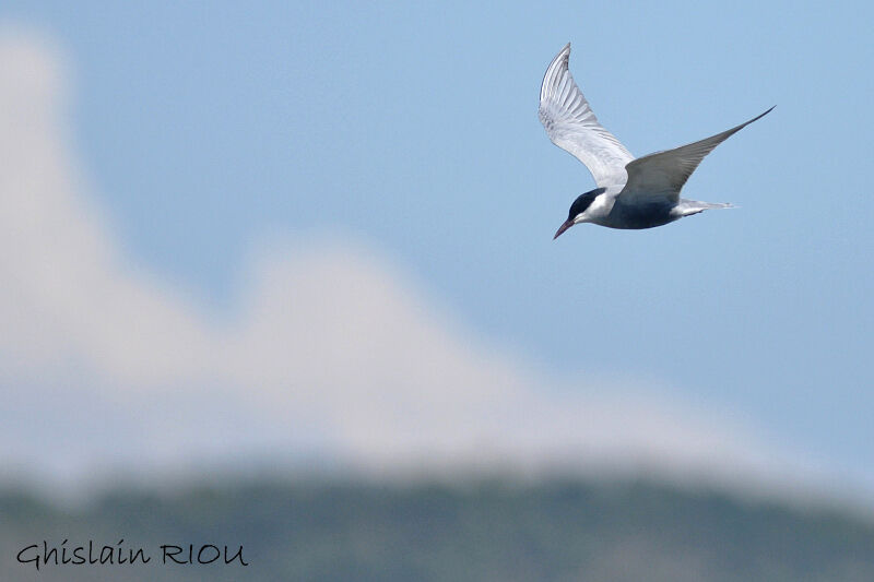 Whiskered Tern