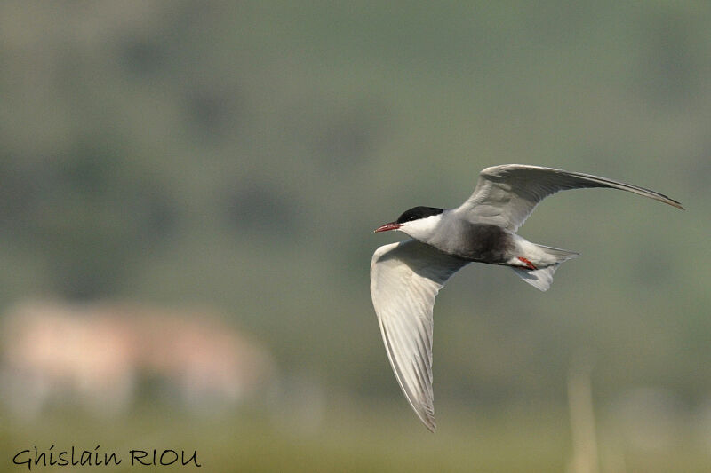 Guifette moustac