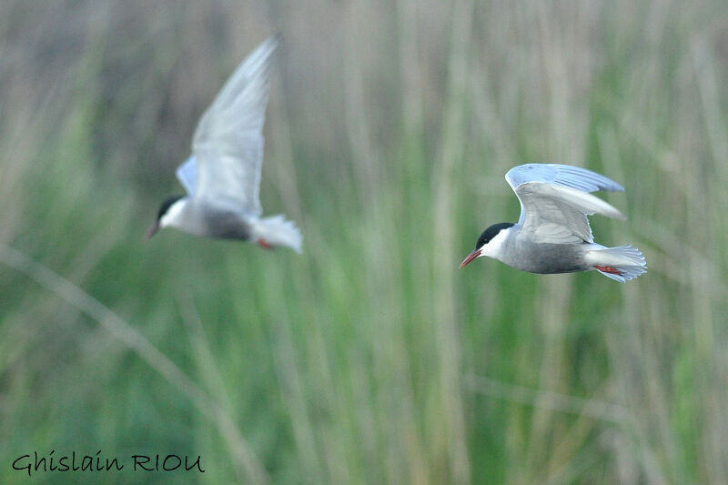 Whiskered Tern