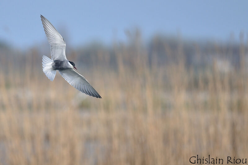 Whiskered Tern