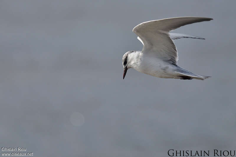 Whiskered Ternadult post breeding, Flight