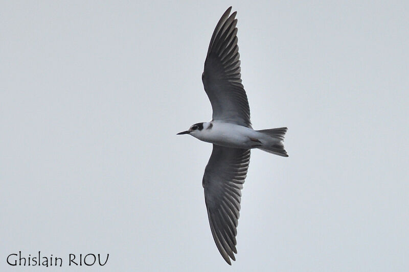 Black Ternjuvenile