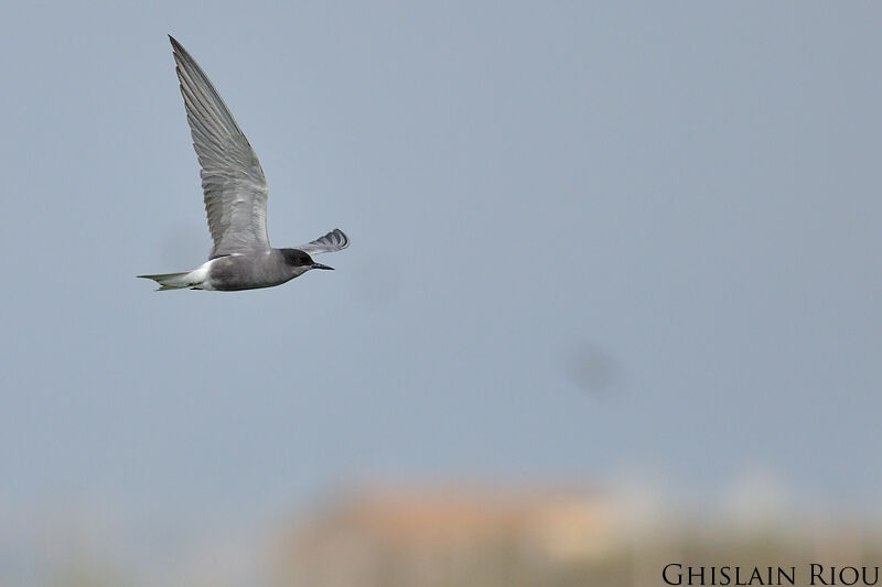 Black Tern