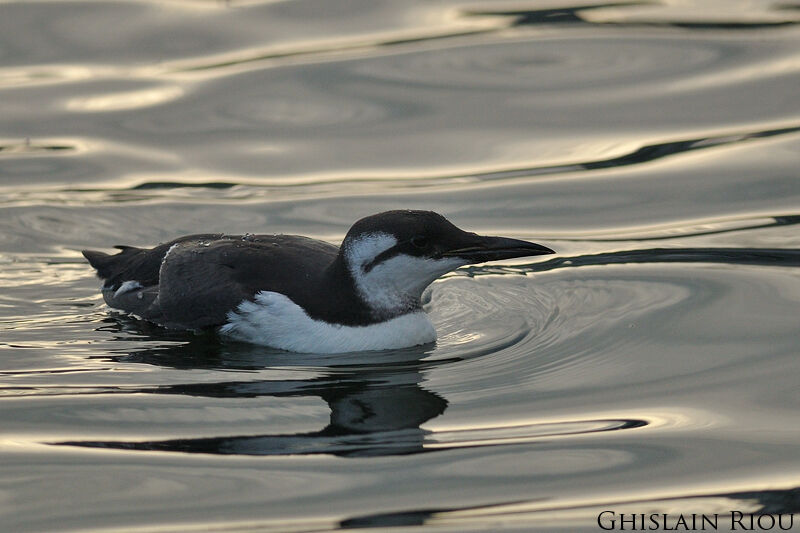 Guillemot de Troïl