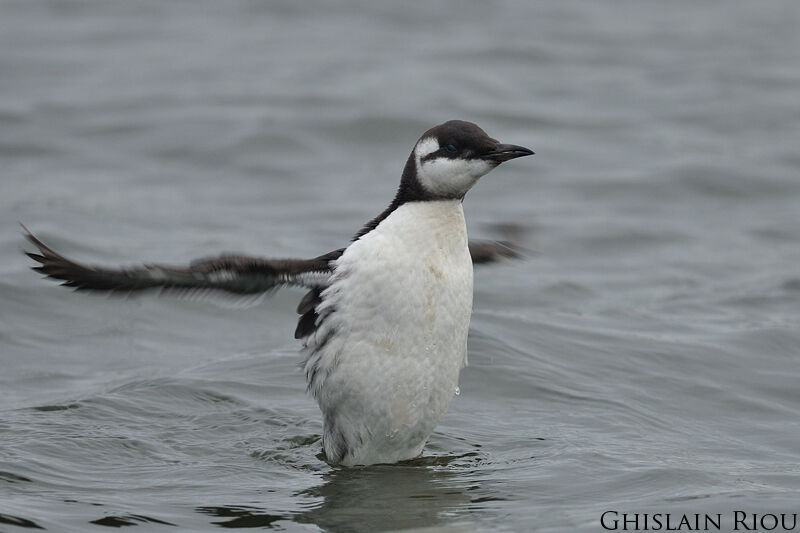 Guillemot de Troïl