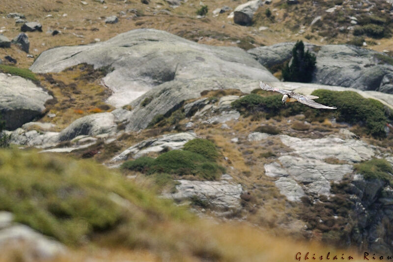 Bearded Vulture