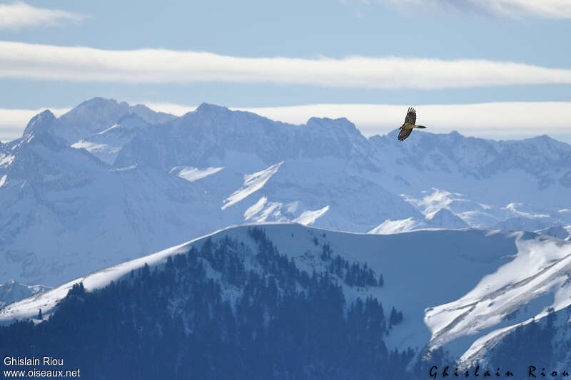 Bearded Vultureadult, Flight