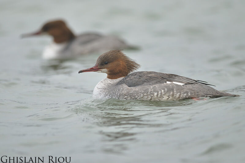 Common Merganser