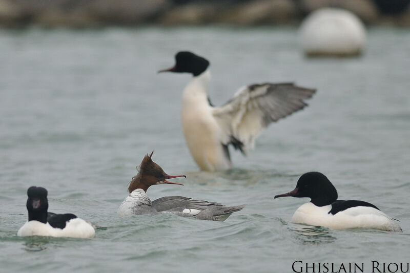 Common Merganser