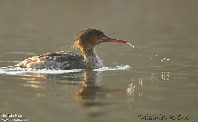 Red-breasted Merganser female adult, identification