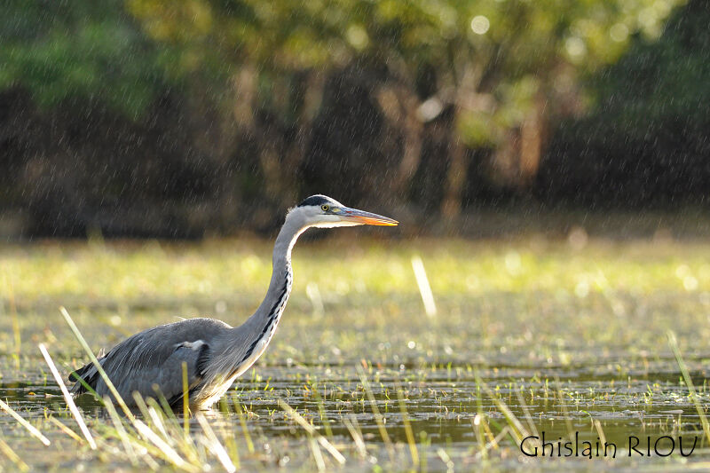 Grey Heron