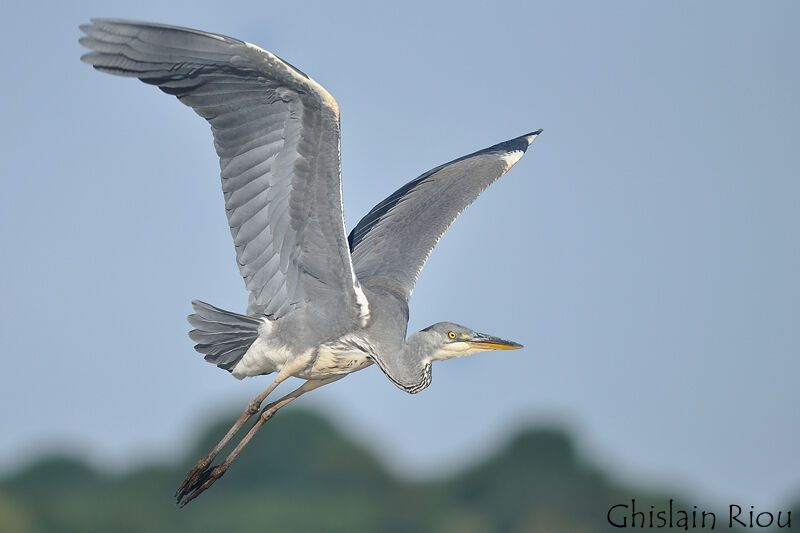 Grey Heron