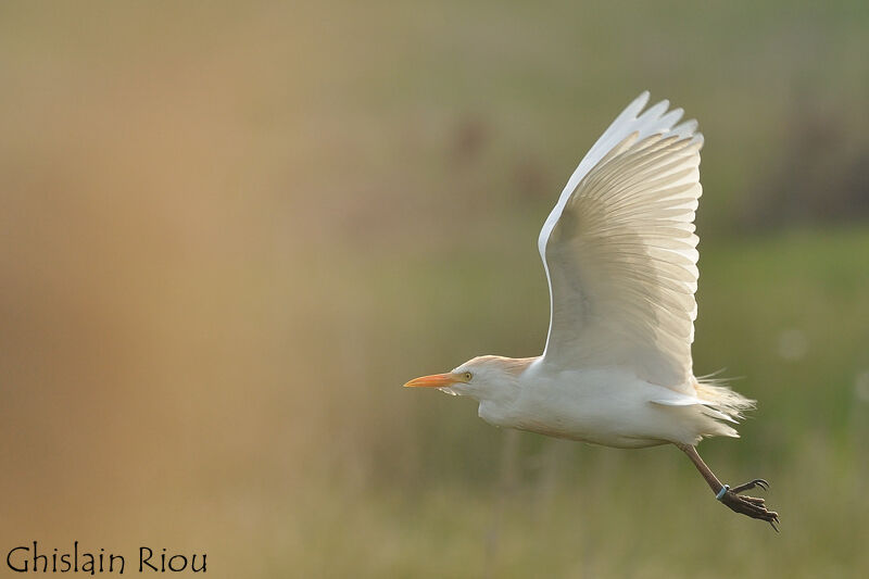 Western Cattle Egret