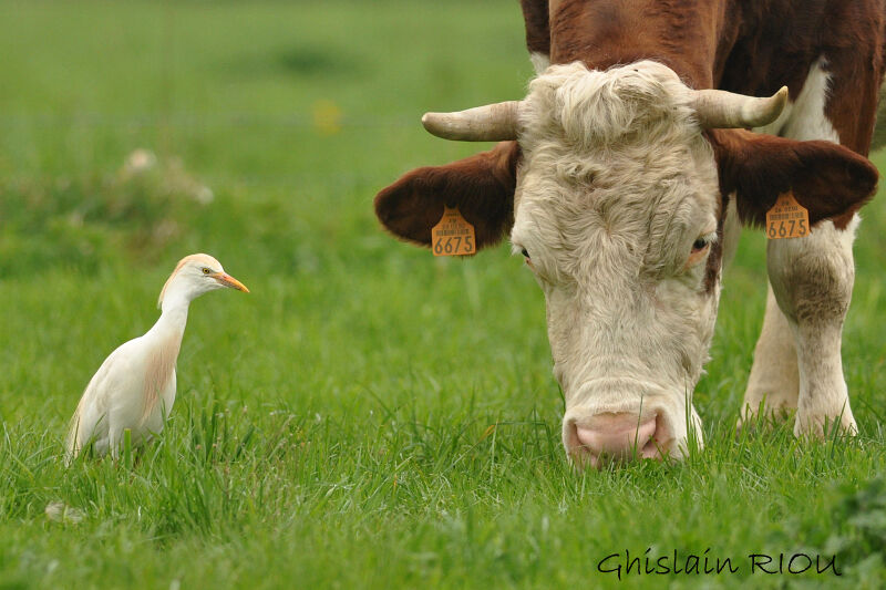 Western Cattle Egret