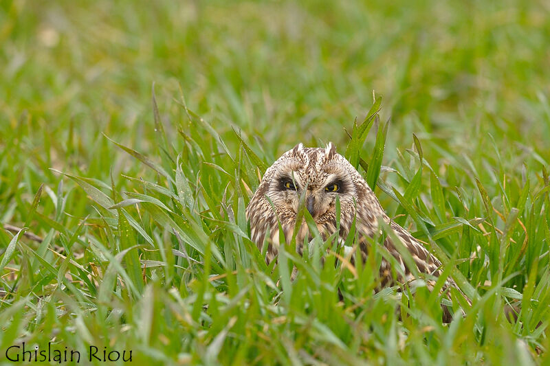 Hibou des marais