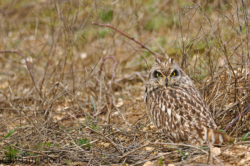 Hibou des marais