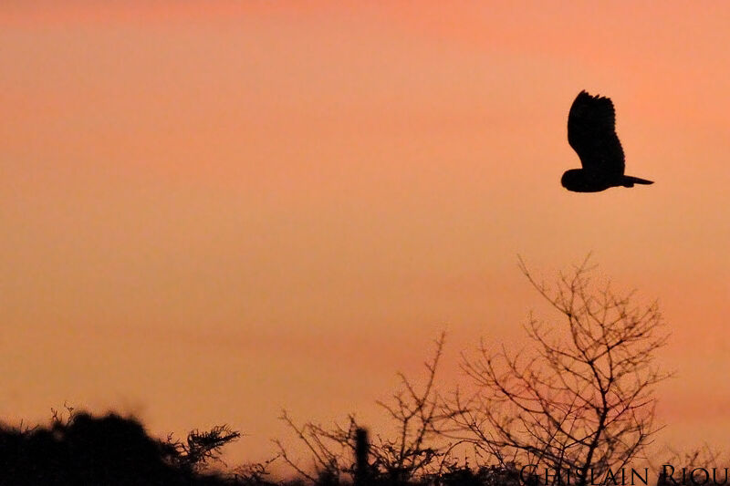 Hibou des marais, habitat, Vol