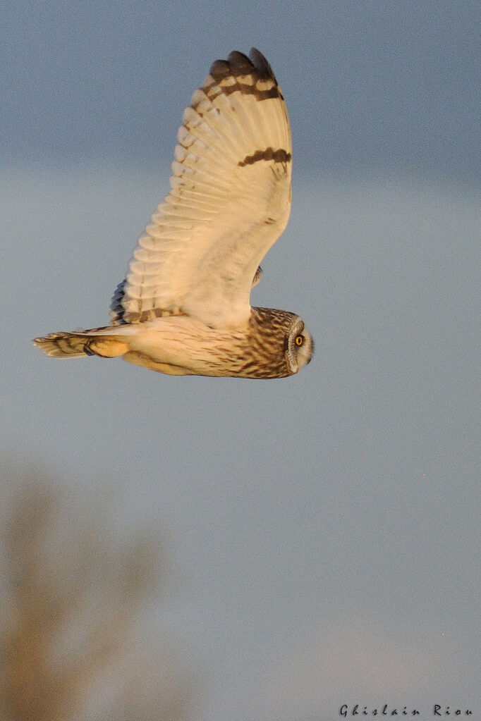 Hibou des marais, Vol, pêche/chasse