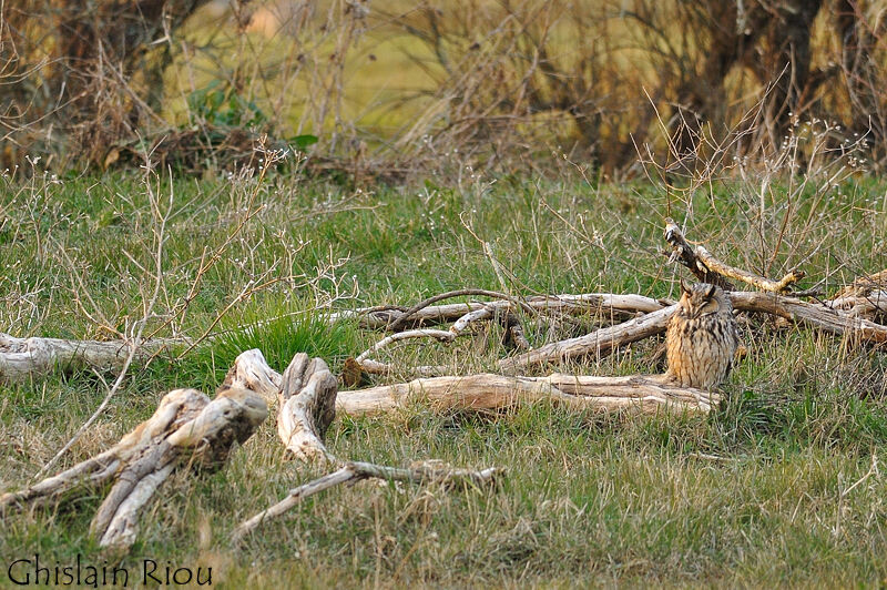 Long-eared Owl